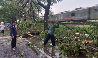 Sejumlah Pohon di Lamongan Tumbang Diterjang Angin Kencang